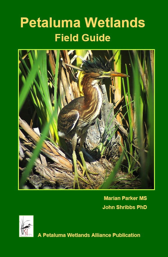 Pataluma Wetlands Field Guide